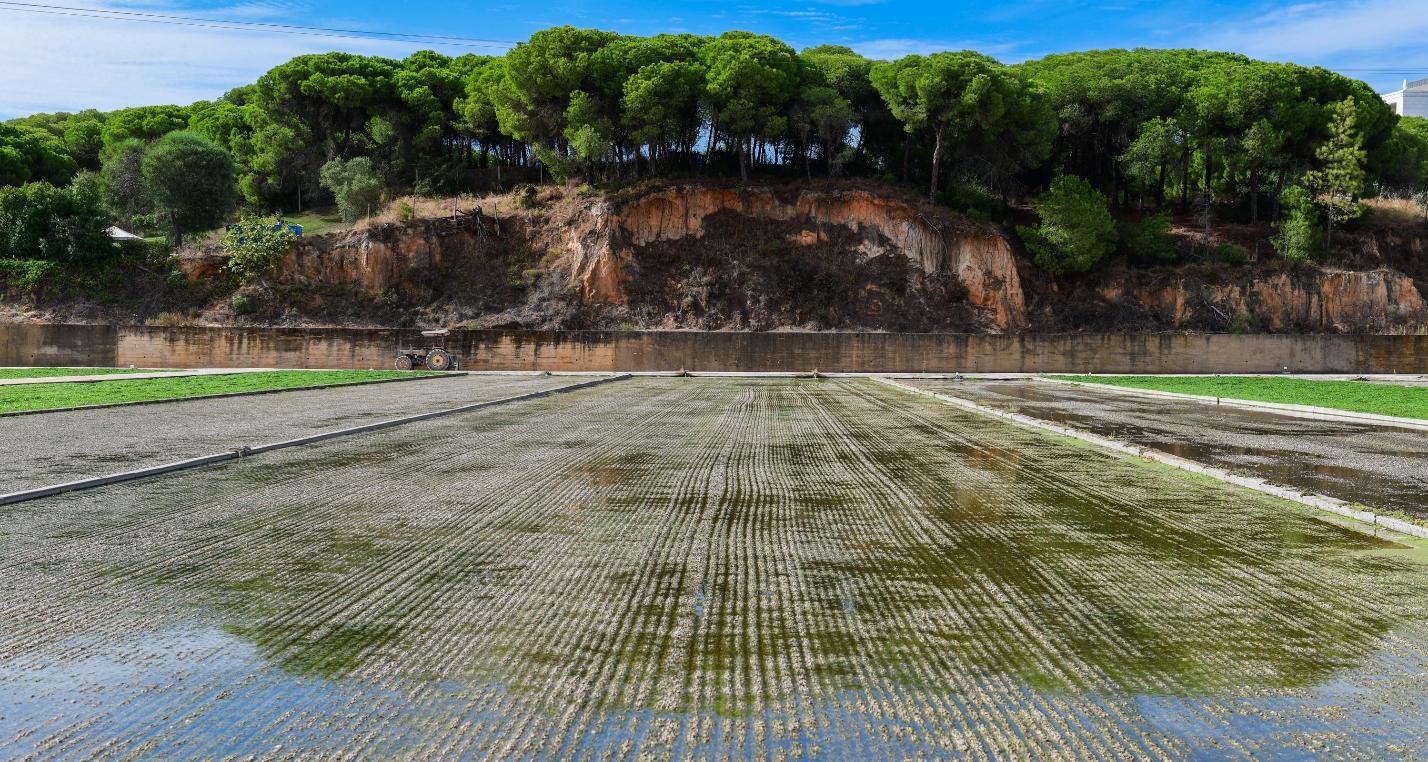 Vitacress - Agricultura Agrião